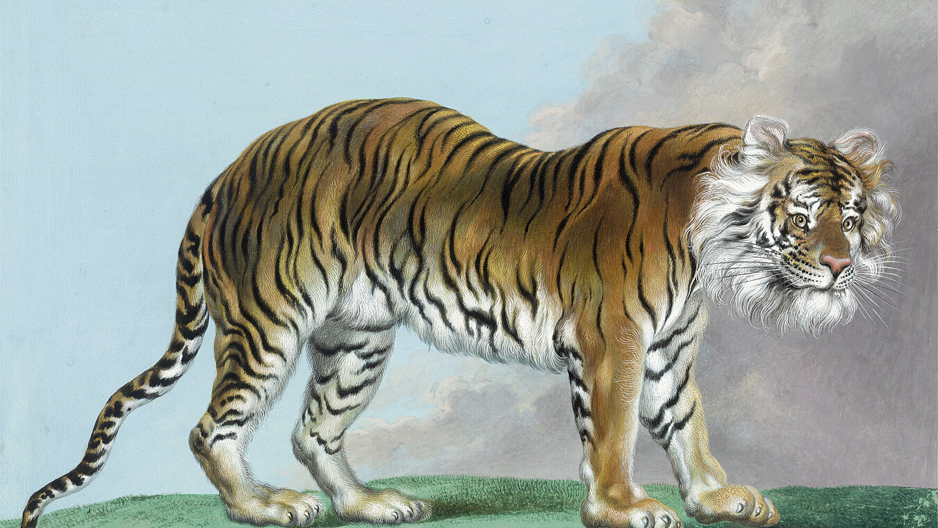 Malerei eines Tigers