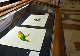 Glasvitrine mit Tierillustrationen. 