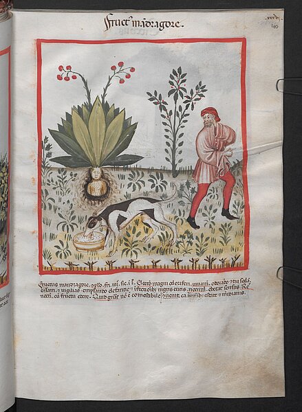 Mittelalterliche Zeichnung von Alraune auf Wiese, Mann und Hund
