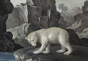 Illustration zeigt Eisbär vor einem Felsen.