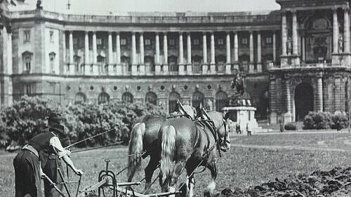 Schwarz-weißes Foto von Pferden, die einen Pflug ziehen vor einem Barock-Gebäude.