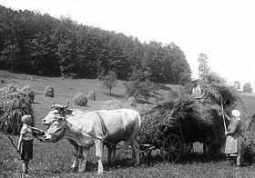 Heukarren von zwei Kühen gezogen, davor ein Kind, auf dem Wagen eine Person und eine weitere Person häuft Heu mit einer Heugabel darauf.