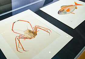 Glasvitrine mit Illustrationen von Meerestieren.