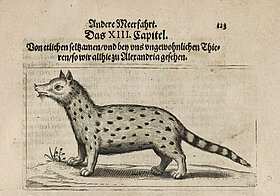 Alte Buchseite mit Zeichnung von kleiner Katze mit Punkten.