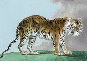 Malerei eines Tigers