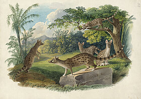 Fünf Ginsterkatzen in freier Natur, Illustration.