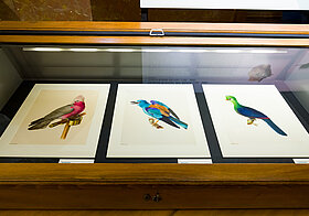 Glasvitrine mit Papagei-Illustrationen.