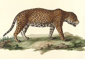 Jaguar Illustration.