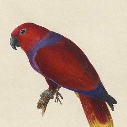 Roter Papagei mit gelben und blauen Farbakzenten
