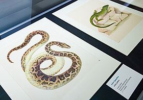 Glasvitrine mit Illustrationen von Reptilien.
