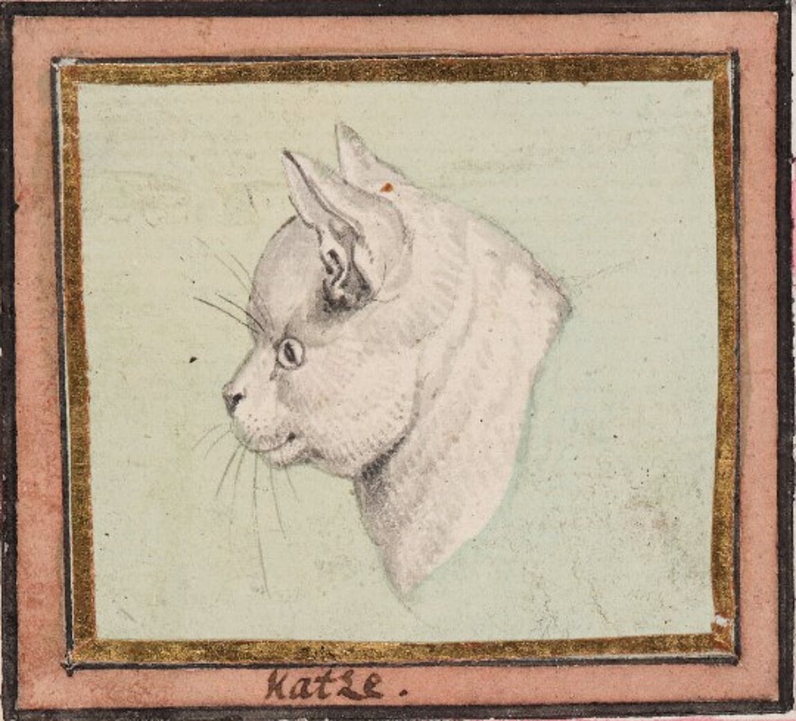 Zeichnung von Katze im Profil.