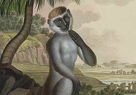 Illustration, grüne Meerkatze steht vor einer Palme.