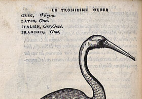 Zeichnung auf alter Buchseite von stehendem Vogel mit langem Hals und Schnabel.