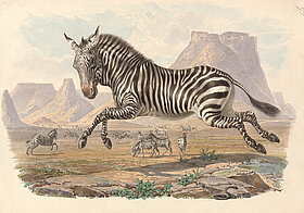 Springendes Zebra in der Steppe. Im Hintergrund mehrere Zebras.