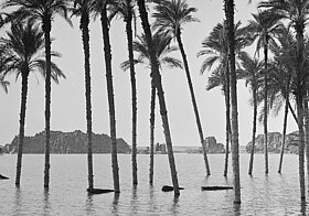 Zwei schwarz-weiße Fotos nebeneinander von Palmen im Wasser.