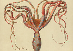 Roter Oktopus am Kopf stehend, Illustration.