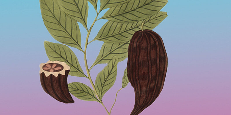 Zeichnung von Ast mit Blättern und Kakaofrüchten