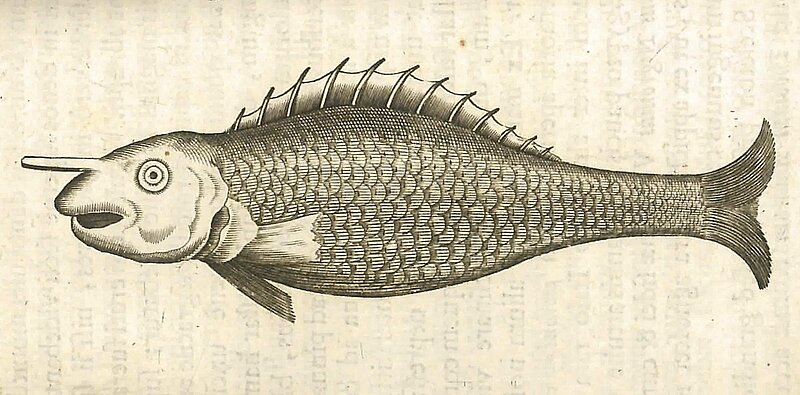 Zeichnung von Fisch mit einem Horn.