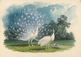 Illustration von zwei weißen Pfauen.