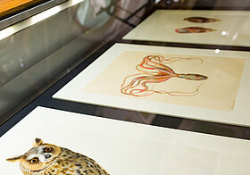 Glasvitrine mit Uhu und Meerestieren Illustrationen.