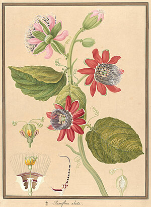 Matthias Schmutzer, Passiflora alata (Passionsblume), 1811