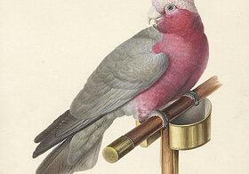 Rosa Kakadu Illustration.