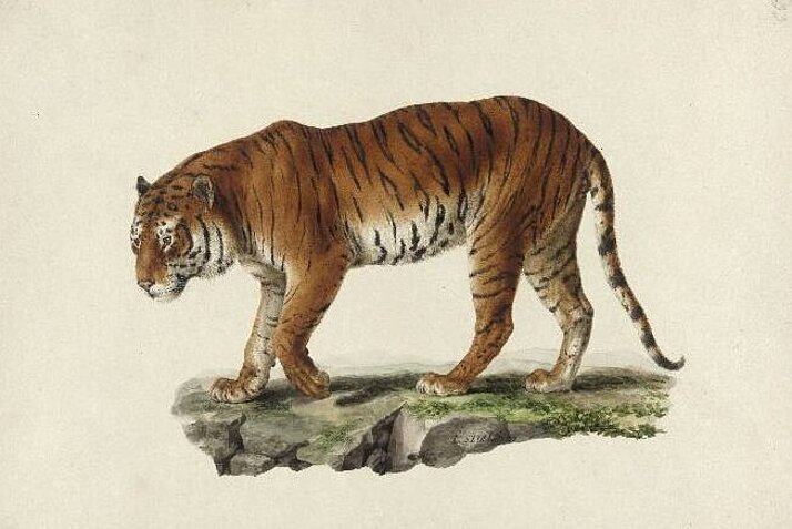Historische Zeichnung eines Pumas