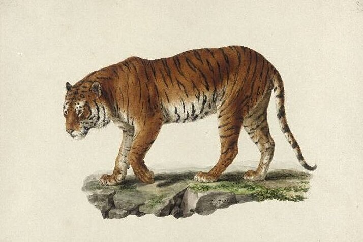 Historische Zeichnung eines Tigers