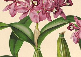 Zeichnung von rosa Orchidee.